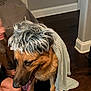 Maverick is registered to the contest to win money with this photo: dog, german_shepherd, wig, cloth, indoor, floor, person, blurred_person, brown_dog, black_nose, tongue_out, wooden_floor, corner, wall, baseboard, sitting, pet, costume, animal, home