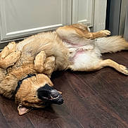 Maverick is registered to the contest to win money with this photo: dog, german_shepherd, lying_down, playful, wooden_floor, kitchen, cabinet, pet, canine, fur, relaxed, happy, indoors, animal, collar, smiling, four_legs, tail, black_nose, ears