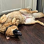 dog, german_shepherd, lying_down, playful, wooden_floor, kitchen, cabinet, pet, canine, fur, relaxed, happy, indoors, animal, collar, smiling, four_legs, tail, black_nose, ears