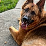 dog, german_shepherd, canine, pet, animal, outdoor, grass, concrete, tongue_out, happy, fur, ears, lying_down, smiling, close_up, portrait, friendly, domestic_animal, nature, daylight