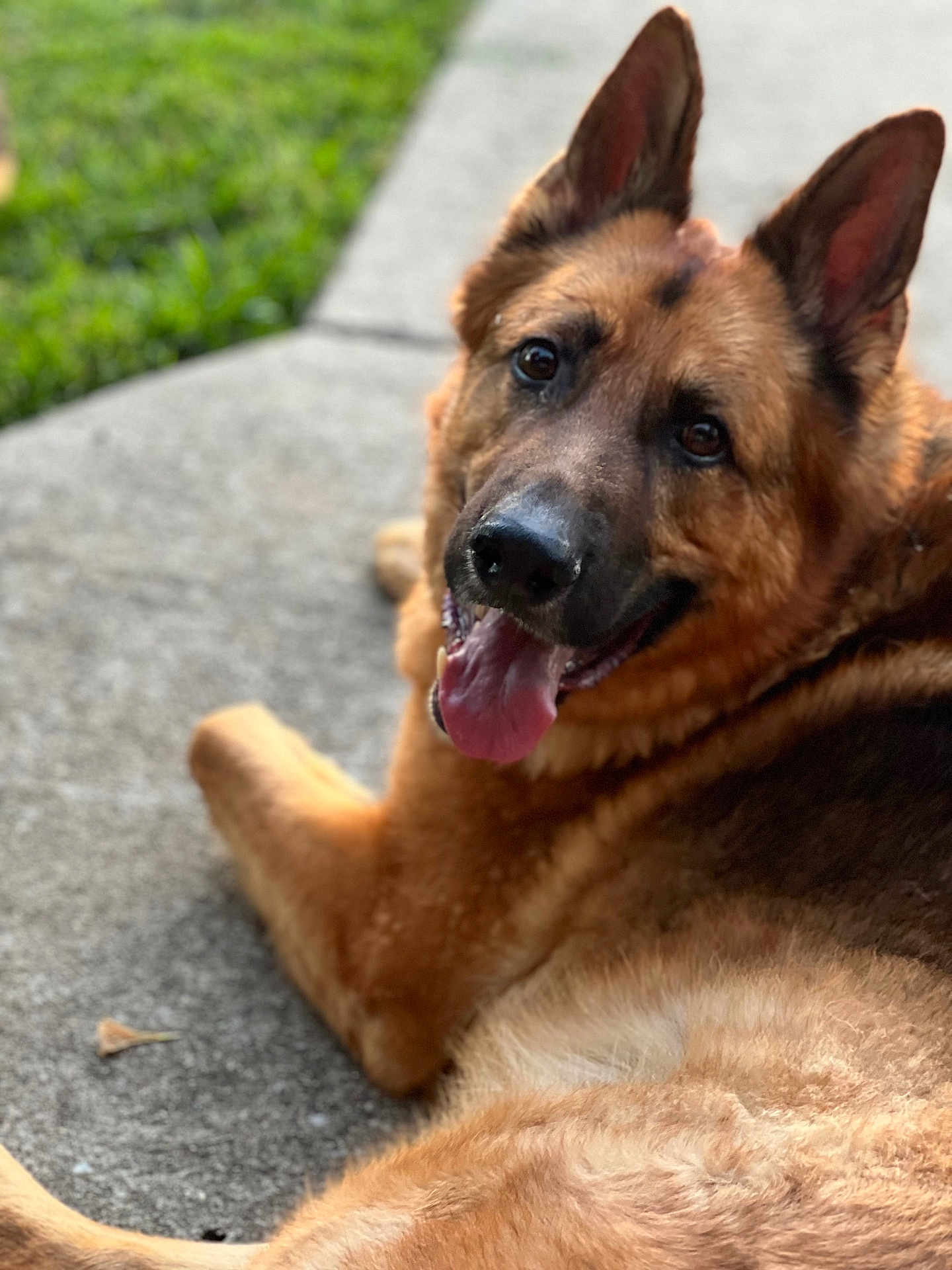 Maverick is registered to the contest to win money with this photo: dog, german_shepherd, canine, pet, animal, outdoor, grass, concrete, tongue_out, happy, fur, ears, lying_down, smiling, close_up, portrait, friendly, domestic_animal, nature, daylight