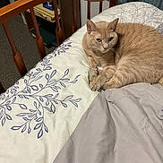 Butterscotch joined the competition — help win amazing prizes! cat, beige_cat, bed, comforter, floral_pattern, furniture, wooden_bed_frame, indoor, pet, animal, resting, curled_up, calm, looking_at_camera, cozy, home, fabric, domestic_cat, tail, whiskers