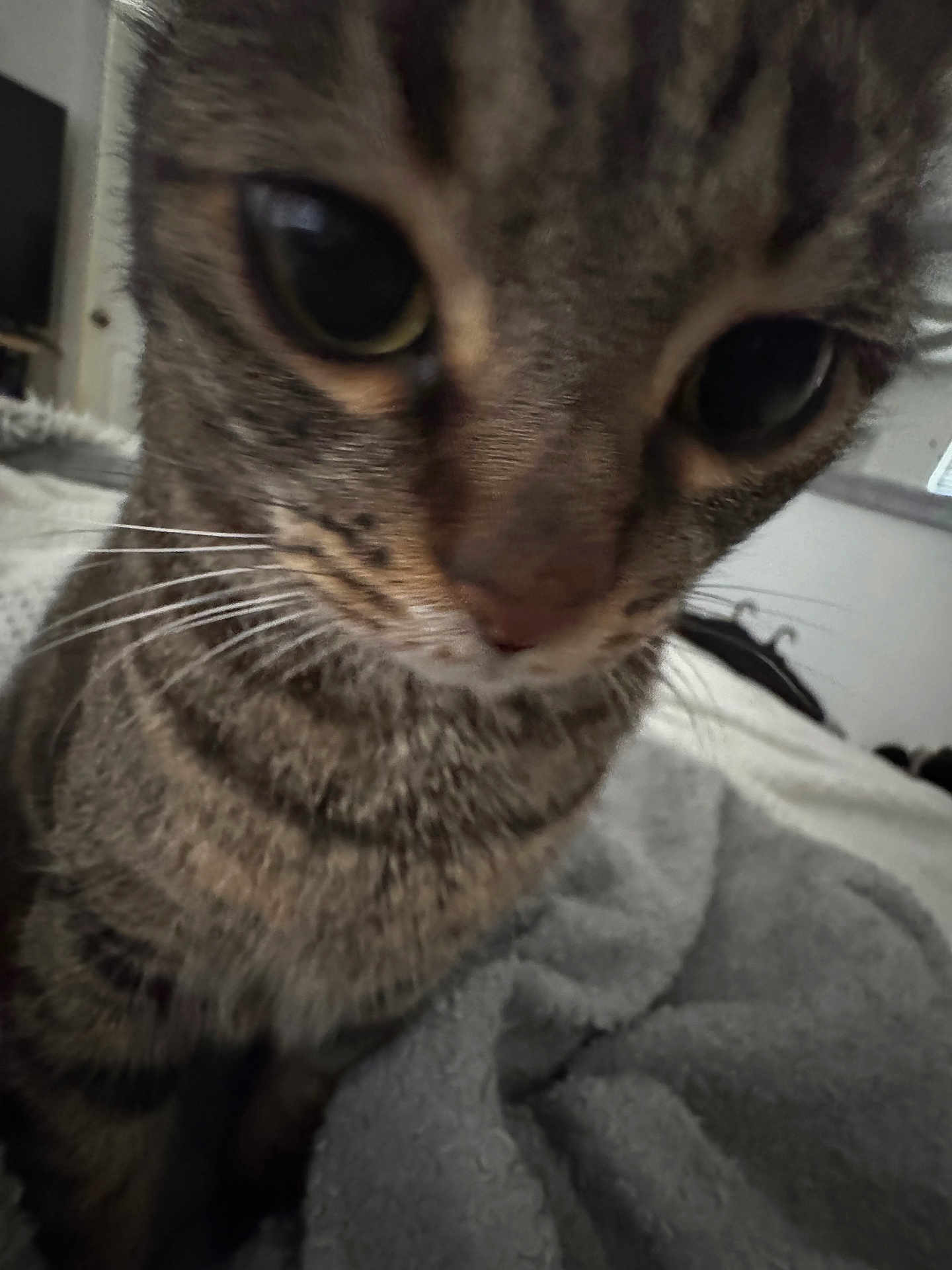 Charlie is registered to the contest to win money with this photo: cat, tabby, close_up, animal, pet, whiskers, fur, indoor, blanket, cozy, curious, face, soft, eyes, mammal, feline, domestic, resting, home, cute