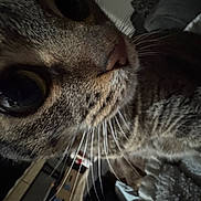 Charlie joined the competition — help win amazing prizes! cat, close_up, whiskers, eye, fur, indoor, pet, animal, tabby, face, curious, soft, texture, cozy, feline, muzzle, portrait, domestic, close, detail