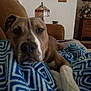 Zeke is registered to the contest to win money with this photo: animal, blanket, brown_dog, close_up, couch, cozy, dog, domestic, expression, face, furniture, home, indoor, lamp, living_room, patterned_blanket, pet, relaxed, resting, white_paw