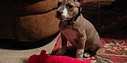 Zeke is registered to the contest to win money with this photo: animal, brown, carpet, carpet_flower_pattern, collar, couch, cute, dog, furniture, indoor, lamp, living_room, pet, plant, plush, puppy, red, rug, small, toy