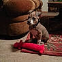 animal, brown, carpet, carpet_flower_pattern, collar, couch, cute, dog, furniture, indoor, lamp, living_room, pet, plant, plush, puppy, red, rug, small, toy