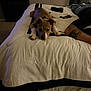 Zeke joined the competition — help win amazing prizes! animal, arm, bed, blanket, carpet, casual, cute, dog, fur, furniture, human, indoor, pet, pillow, puppy, relaxed, resting, room, sleepwear, tattoo