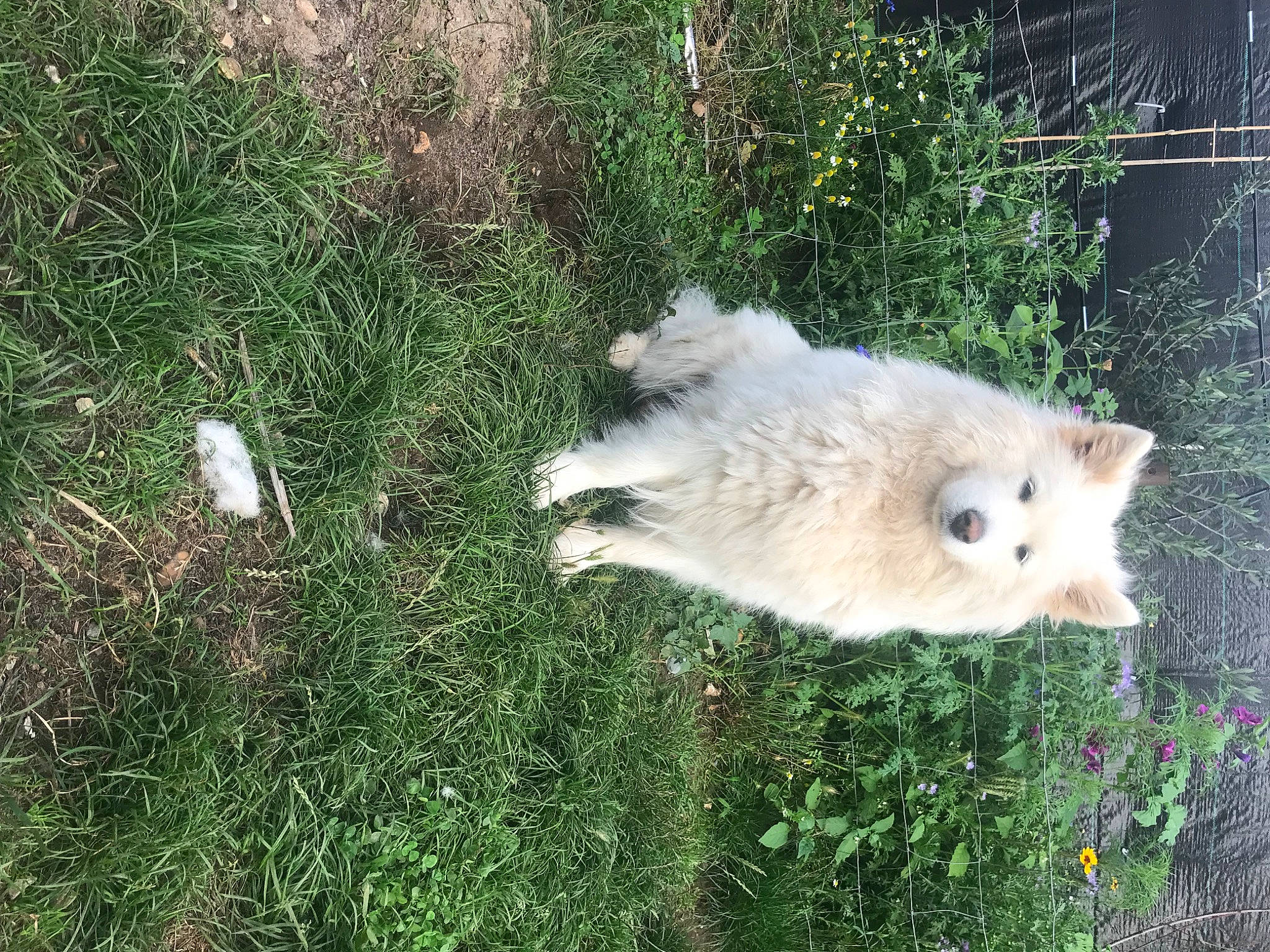 Neige a rejoint le concours — aidez-le/la à gagner de superbes lots ! carnivore, companion_dog, dog, dog_breed, fawn, felidae, fur, german_spitz, german_spitz_klein, german_spitz_mittel, grass, indian_spitz, japanese_spitz, plant, samoyed, snout, spitz, tail, volpino_italiano, whiskers