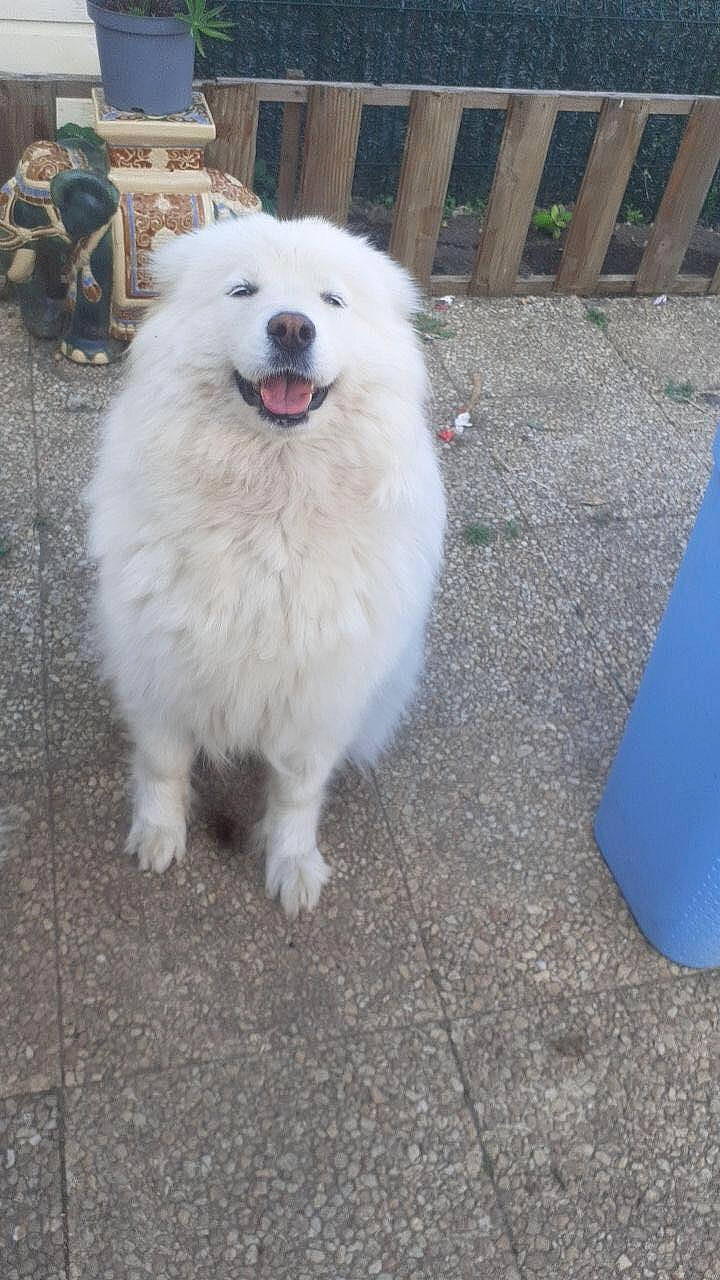 Neige a rejoint le concours — aidez-le/la à gagner de superbes lots ! canidae, carnivore, companion_dog, dog, dog_breed, fence, flooring, fur, home_fencing, non_sporting_group, snout, spitz, sporting_group, working_animal, working_dog