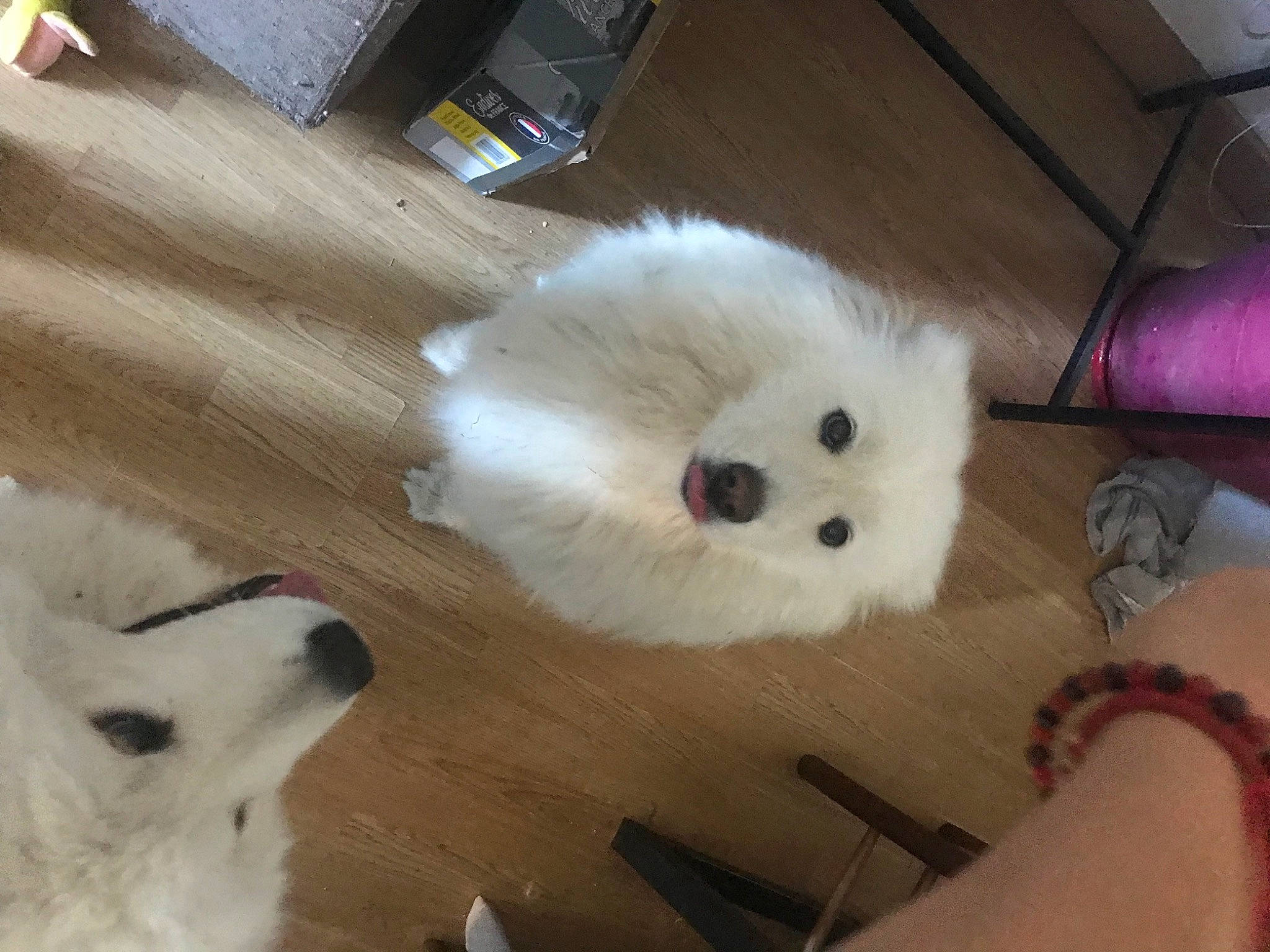 Neige a rejoint le concours — aidez-le/la à gagner de superbes lots ! canidae, carnivore, companion_dog, corgi_chihuahua, dog, dog_breed, fawn, flooring, fur, hardwood, japanese_spitz, non_sporting_group, samoyed, spitz, sporting_group, toy_dog, volpino_italiano, whiskers, wood, working_animal