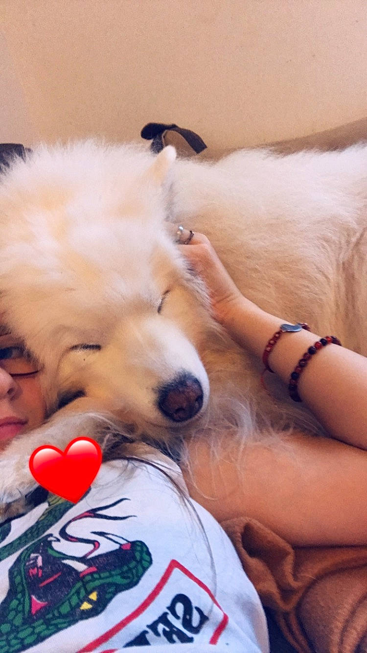 Musky a rejoint le concours — aidez-le/la à gagner de superbes lots ! carnivore, companion_dog, dog, dog_breed, dog_supply, fawn, fur, german_spitz, german_spitz_mittel, happy, japanese_spitz, pomeranian, puppy_love, snout, spitz, sporting_group, stuffed_toy, toy, toy_dog, volpino_italiano