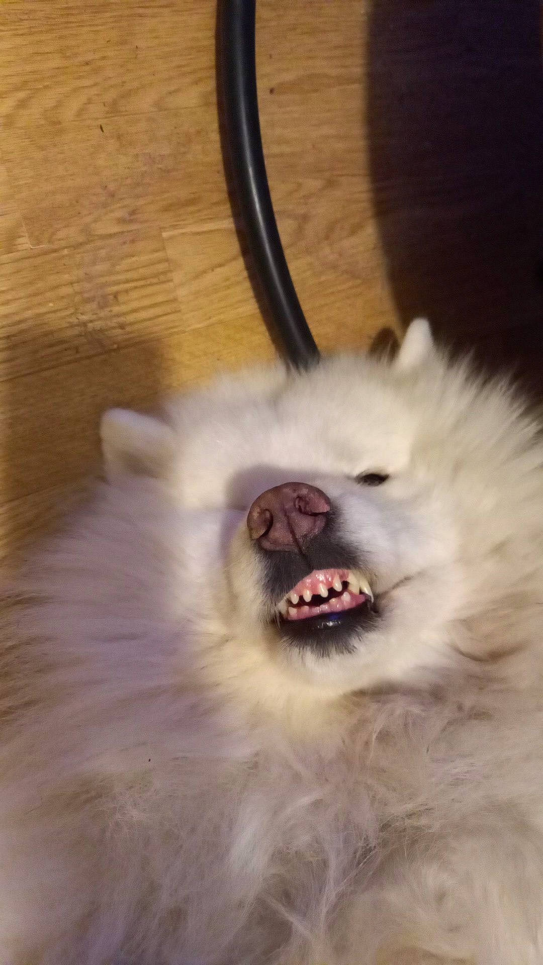 Musky a rejoint le concours — aidez-le/la à gagner de superbes lots ! carnivore, companion_dog, dog_breed, fang, felidae, fur, happy, magenta, natural_material, paw, roar, shout, smile, snout, terrestrial_animal, tongue, tooth, whiskers, wood, yawn