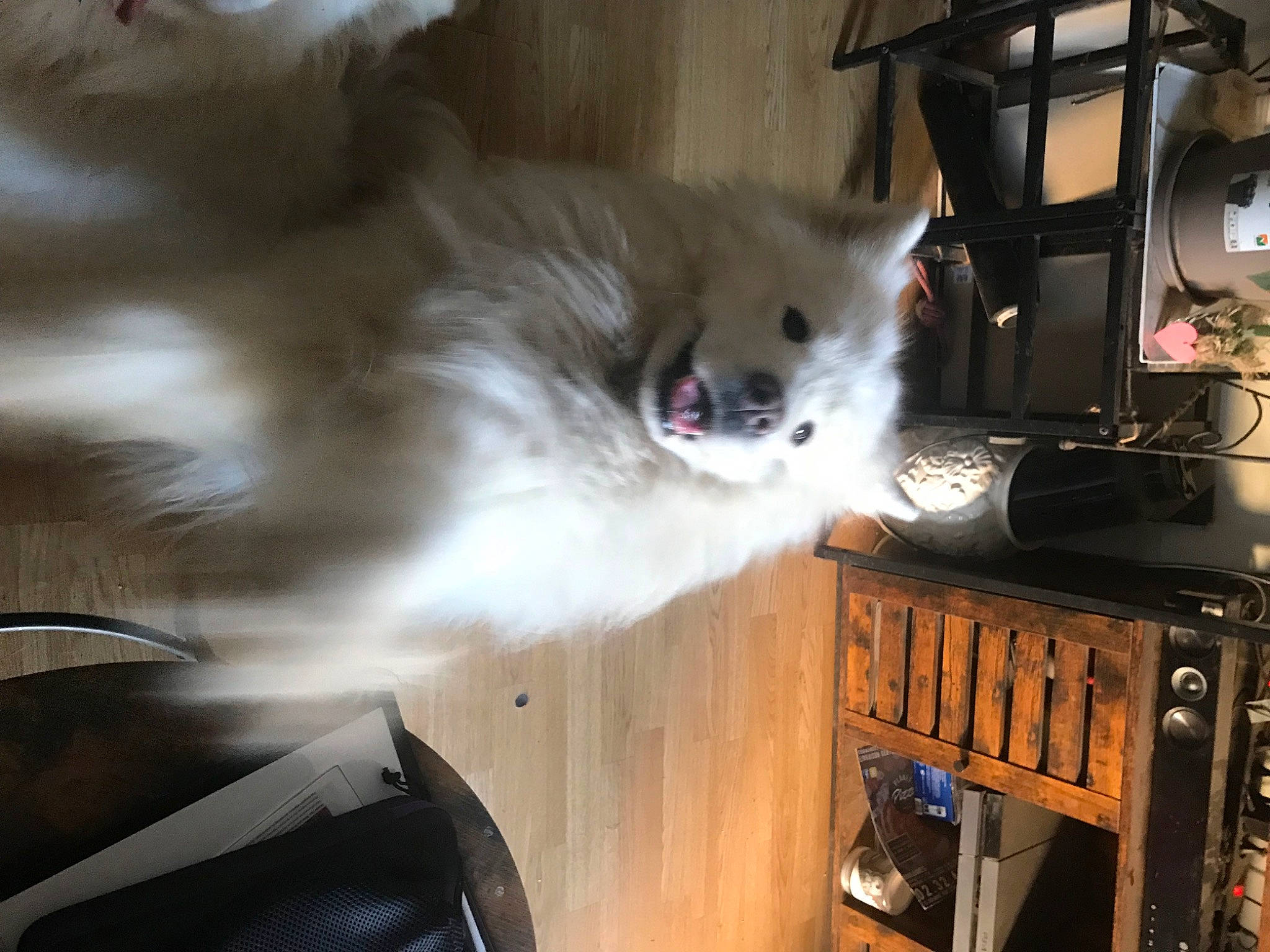 Musky a rejoint le concours — aidez-le/la à gagner de superbes lots ! canidae, carnivore, cat, companion_dog, dog_breed, fawn, felidae, fur, hardwood, houseplant, paw, ragdoll, small_to_medium_sized_cats, snout, tail, tire, vehicle, whiskers, wood