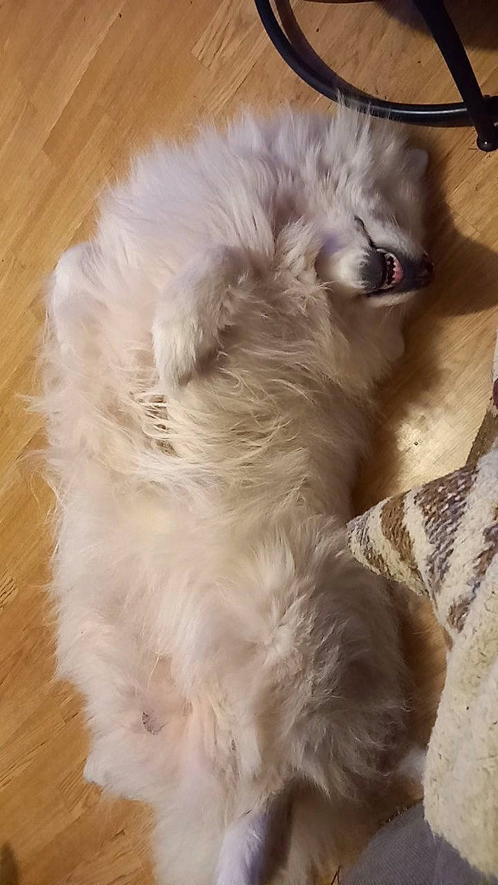 Musky participe au concours pour gagner de l'argent avec cette photo : british_longhair, canidae, carnivore, cat, companion_dog, dog_breed, ear, fawn, felidae, fur, hardwood, natural_material, paw, ragdoll, small_to_medium_sized_cats, snout, tail, whiskers, wood, working_animal