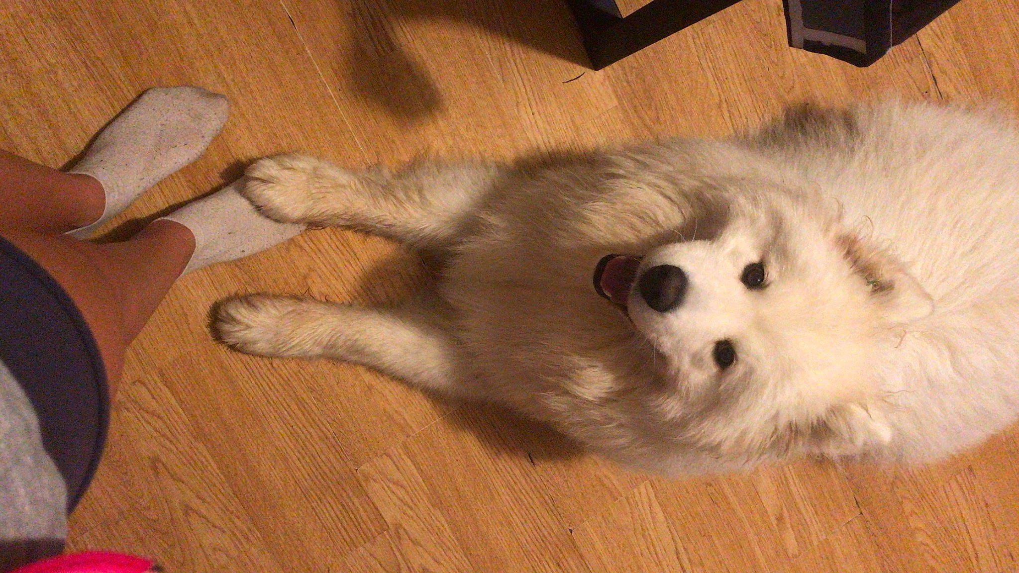 Rocky participe au concours pour gagner de l'argent avec cette photo : carnivore, comfort, companion_dog, dog, dog_breed, flooring, fur, german_spitz, german_spitz_klein, german_spitz_mittel, hardwood, samoyed, spitz, varnish, volpino_italiano, whiskers, wood, wood_flooring, wood_stain, working_animal