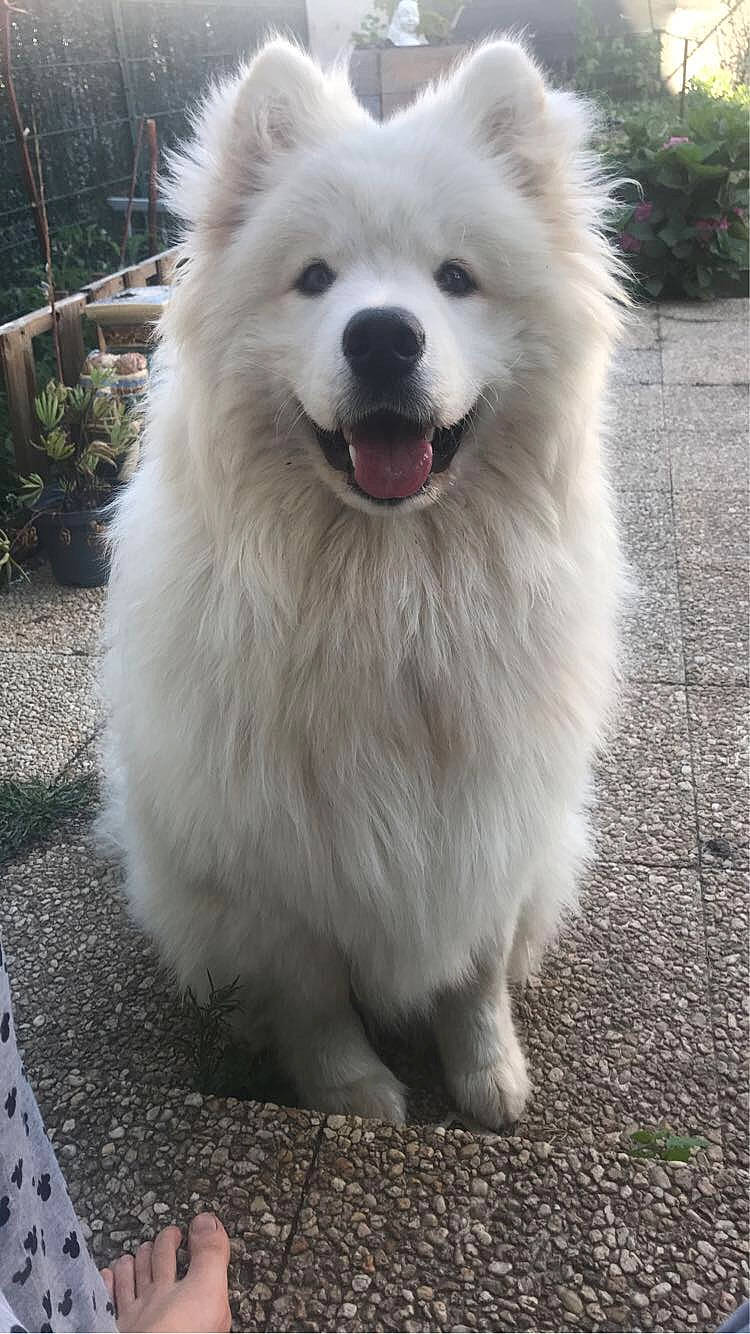 Rocky participe au concours pour gagner de l'argent avec cette photo : ancient_dog_breeds, canidae, carnivore, companion_dog, dog, dog_breed, eye, fang, fur, giant_dog_breed, japanese_spitz, jaw, non_sporting_group, plant, snout, spitz, sporting_group, volpino_italiano, working_animal, working_dog