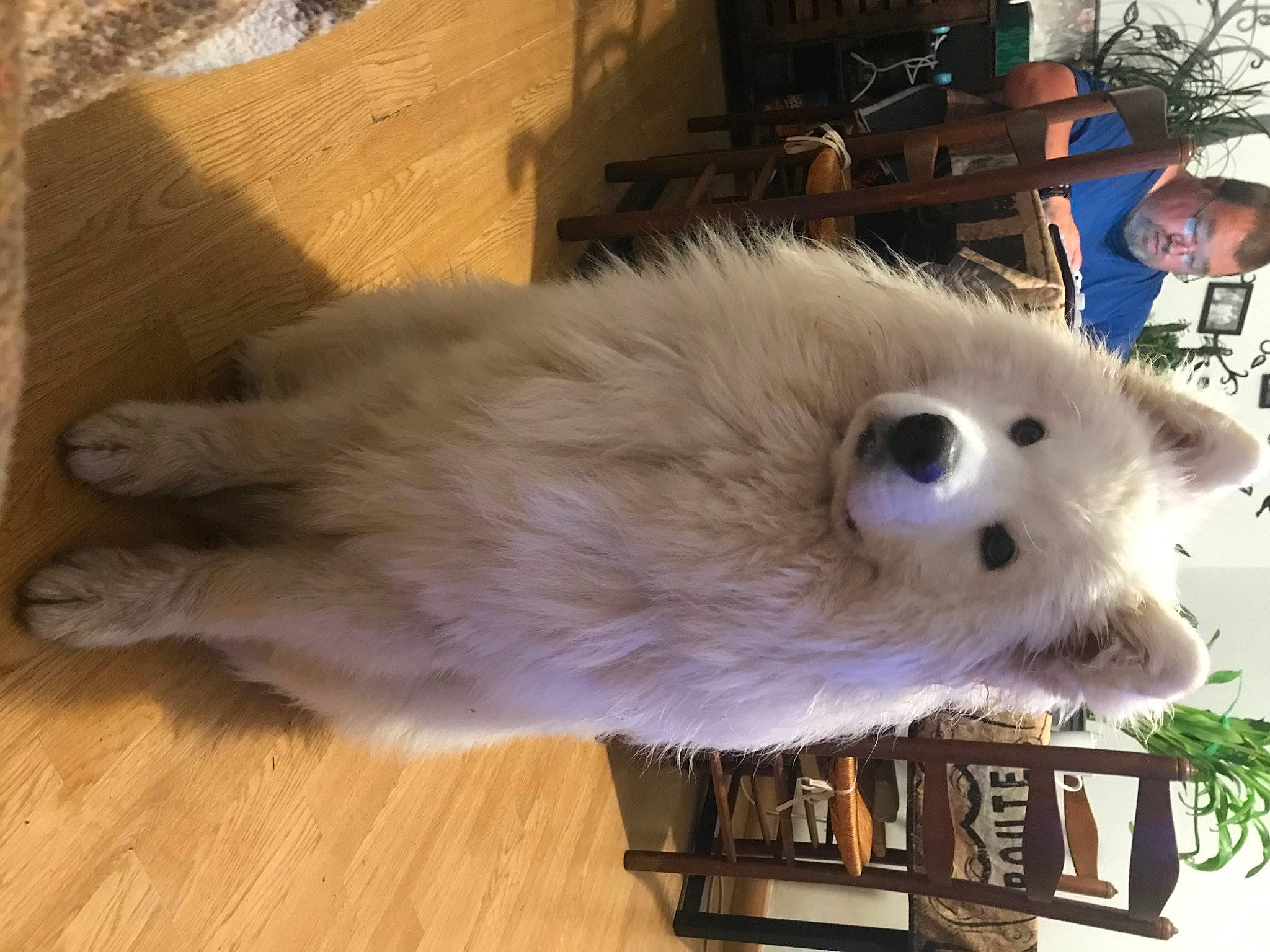 Rocky a rejoint le concours — aidez-le/la à gagner de superbes lots ! canidae, carnivore, companion_dog, dog, dog_breed, fawn, flooring, fur, german_spitz, german_spitz_mittel, hardwood, snout, spitz, sporting_group, varnish, volpino_italiano, whiskers, wood, wood_flooring, working_animal