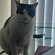 Kingsley is registered to the contest to win money with this photo: animal, cat, curious, domestic_cat, feline, glass_table, gray_cat, home, indoor, notebook, pet, quiet, reflection, shadow, stationery, still_life, table, vertical_blinds, white_cat, writing