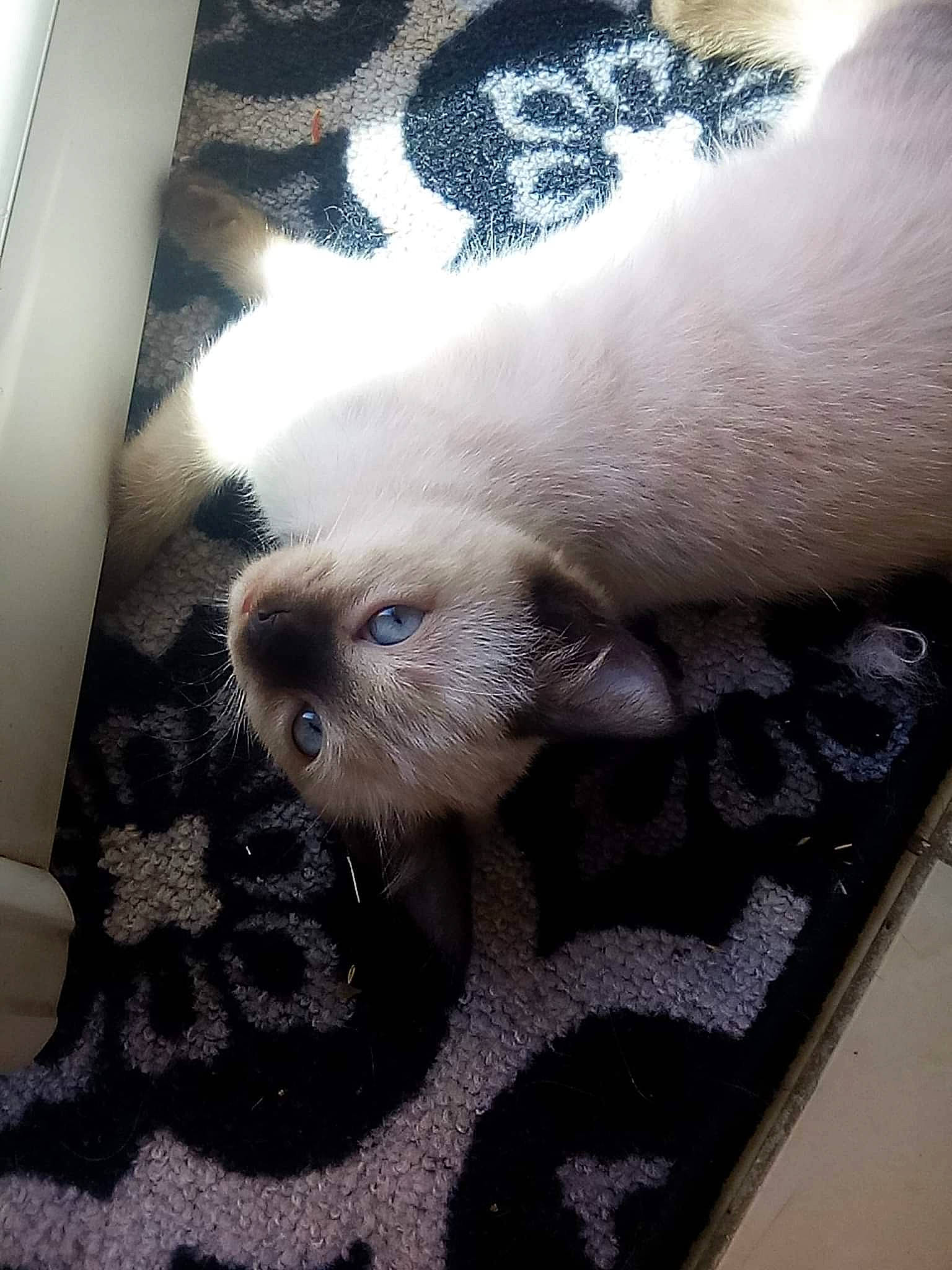 Belle participe au concours pour gagner de l'argent avec cette photo : carnivore, claw, comfort, felidae, flooring, foot, fur, grey, marine_mammal, mustelidae, nail, paw, siamese, small_to_medium_sized_cats, snout, terrestrial_animal, whiskers