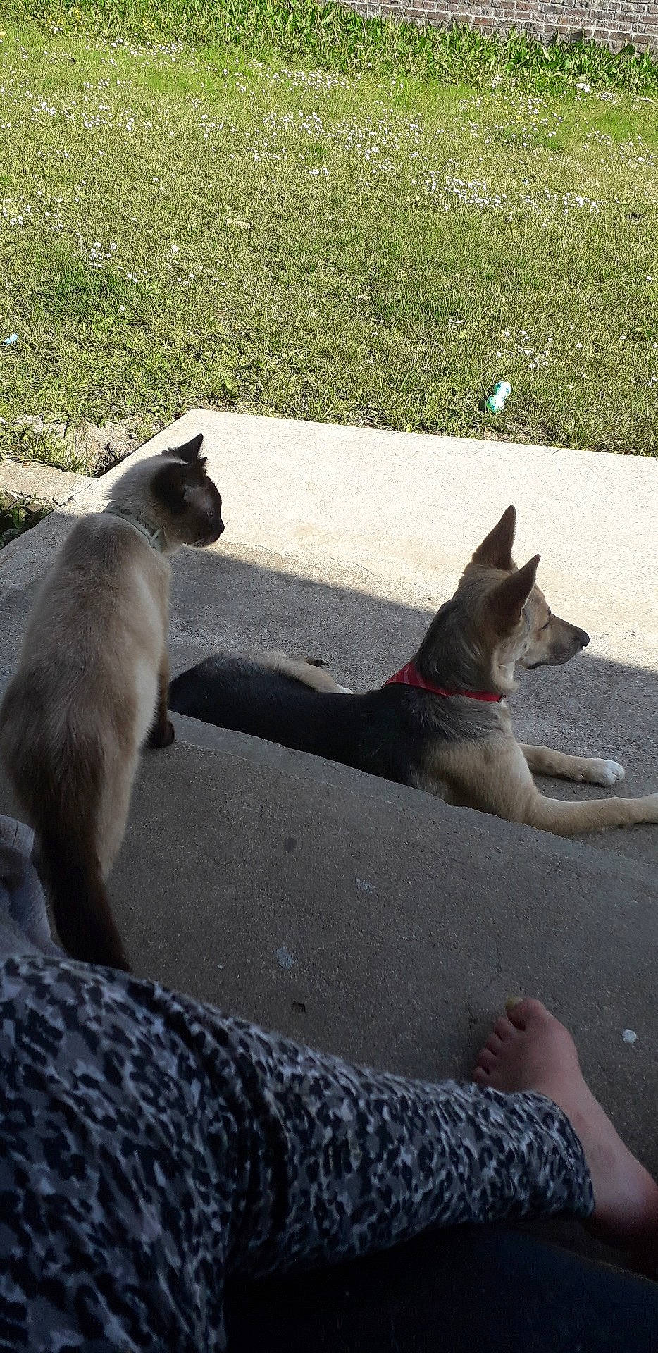 Belle a rejoint le concours — aidez-le/la à gagner de superbes lots ! carnivore, cat, collar, comfort, companion_dog, cone, dog, dog_breed, fawn, felidae, foot, grass, grey, plant, road_surface, small_to_medium_sized_cats, snout, tail, whiskers, working_animal