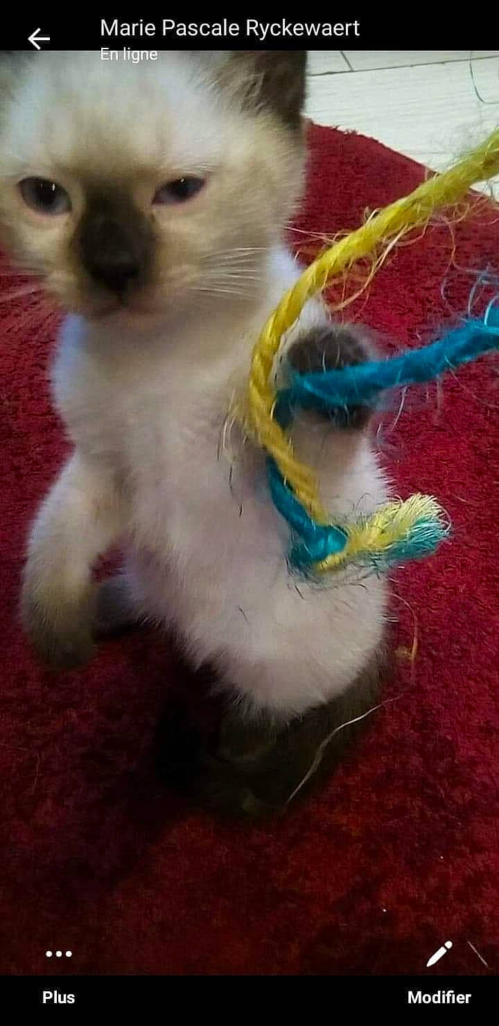 Belle participe au concours pour gagner de l'argent avec cette photo : art, balinese, carnivore, cat, cat_toy, claw, electric_blue, fawn, felidae, fur, iris, paw, pet_supply, siamese, small_to_medium_sized_cats, snout, tail, terrestrial_animal, thai, whiskers