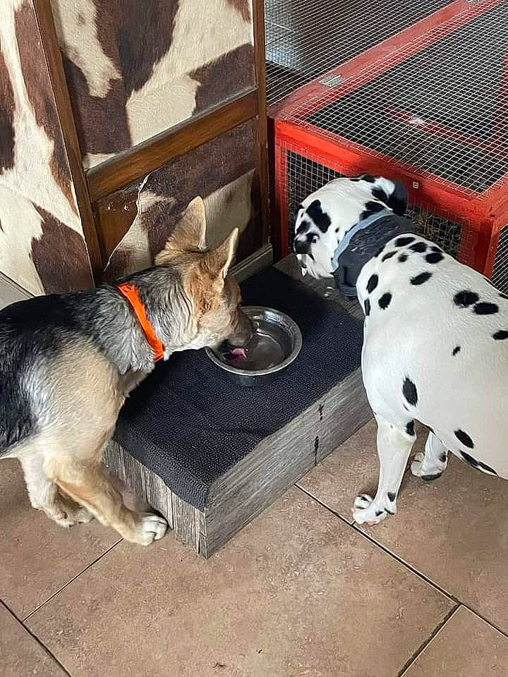 Timy a rejoint le concours — aidez-le/la à gagner de superbes lots ! canidae, carnivore, collar, companion_dog, dalmatian, dog, dog_breed, dog_supply, fawn, fender, fur, grey, hood, mammal, metal, pet_supply, snout, sporting_group, tail, working_animal