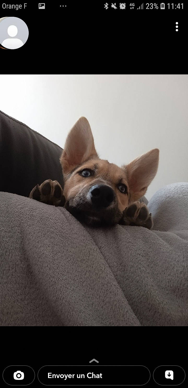 Timy participe au concours pour gagner de l'argent avec cette photo : canidae, carnivore, chihuahua, comfort, companion_dog, dog, dog_breed, ear, fawn, fur, nap, non_sporting_group, paw, puppy, sporting_group, tail, terrestrial_animal, toy_dog, whiskers, working_animal