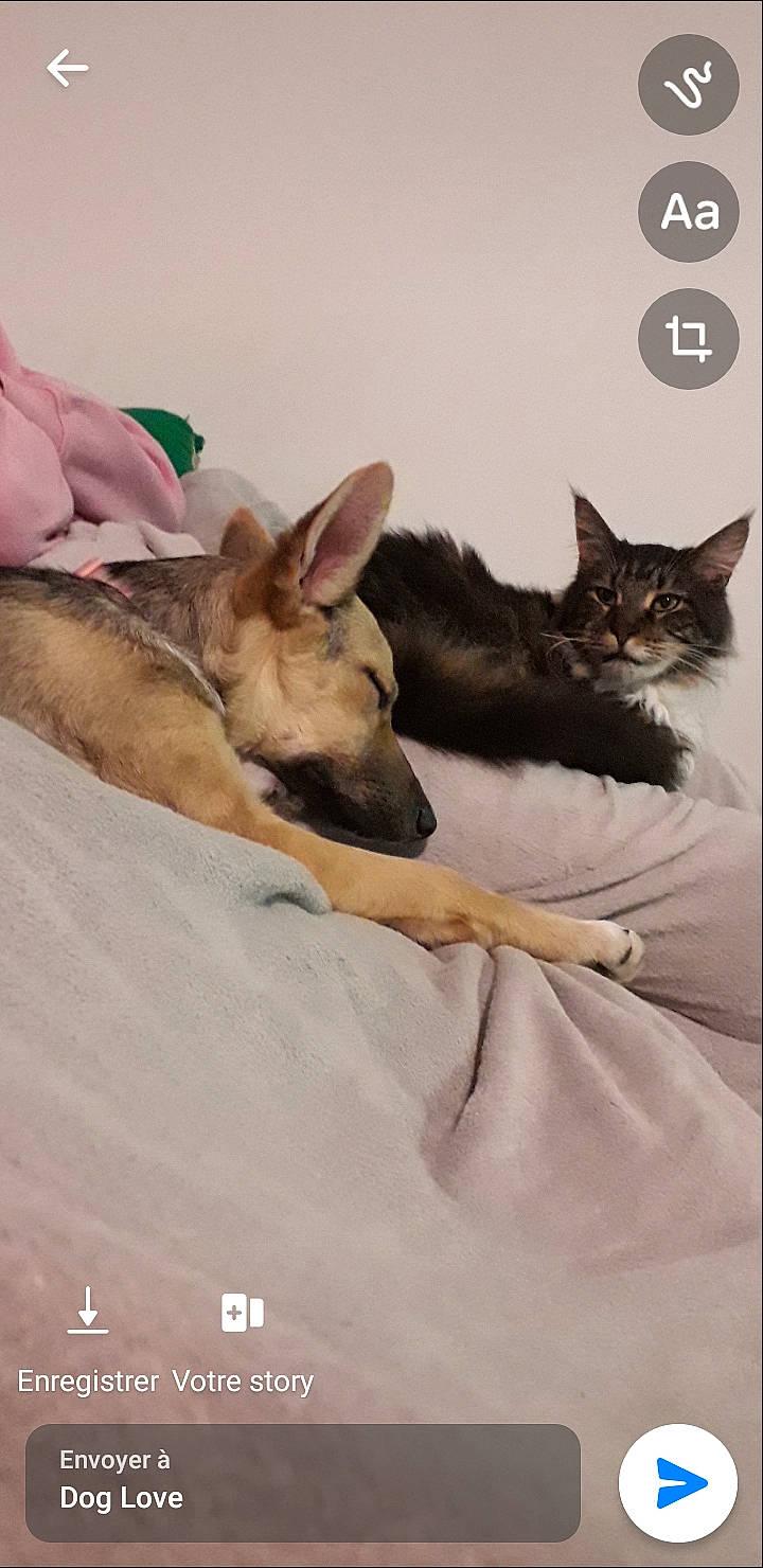 Timy a rejoint le concours — aidez-le/la à gagner de superbes lots ! bed, canidae, carnivore, cat, comfort, companion_dog, dog, dog_breed, domestic_short_haired_cat, ear, fawn, felidae, fur, linens, nap, paw, small_to_medium_sized_cats, snout, vertebrate, whiskers