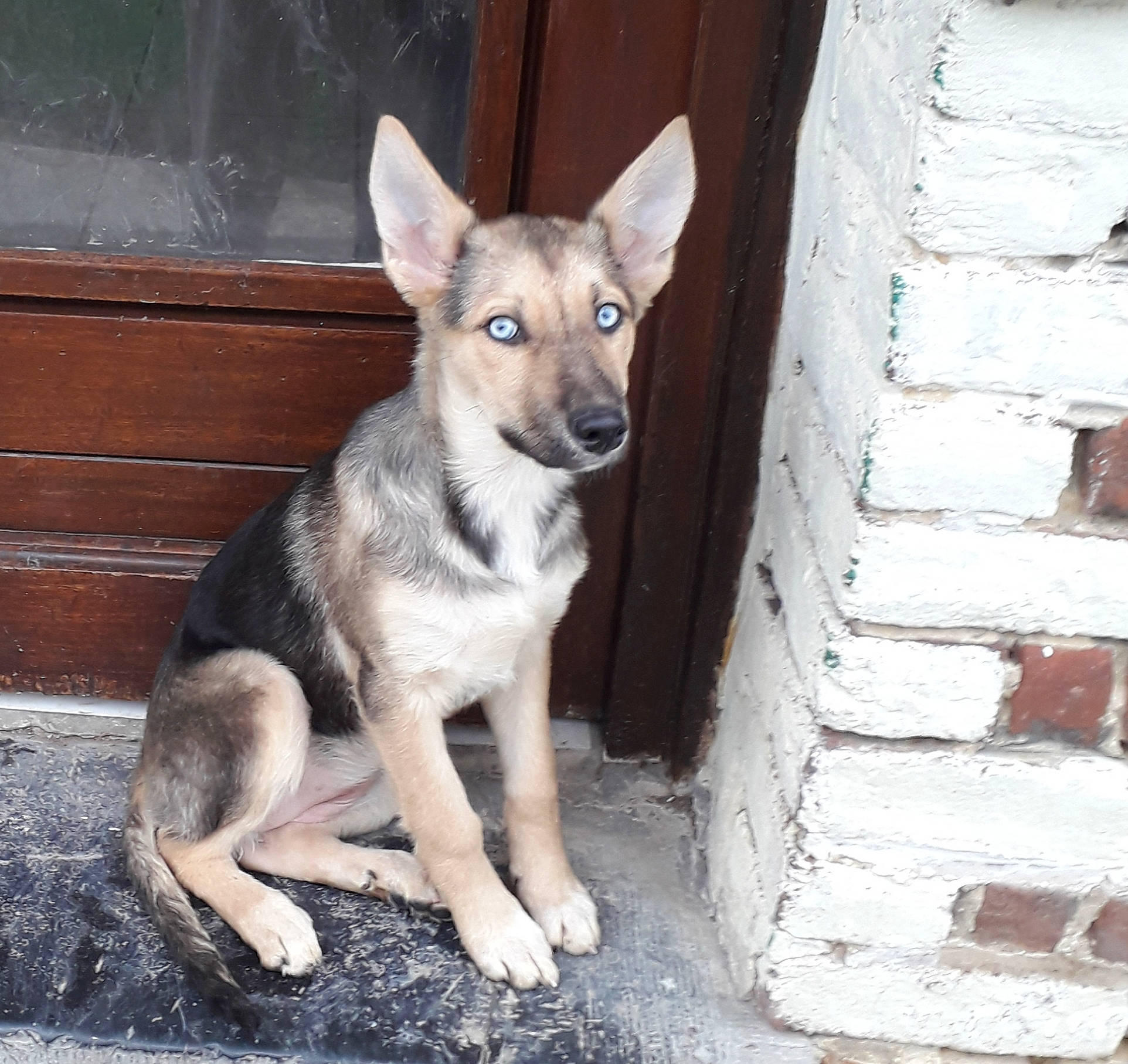 Timy participe au concours pour gagner de l'argent avec cette photo : ancient_dog_breeds, canidae, canis, carnivore, companion_dog, dog, dog_breed, fawn, fur, jaw, non_sporting_group, paw, snout, sporting_group, street_dog, tail, terrestrial_animal, wood, working_animal, working_dog