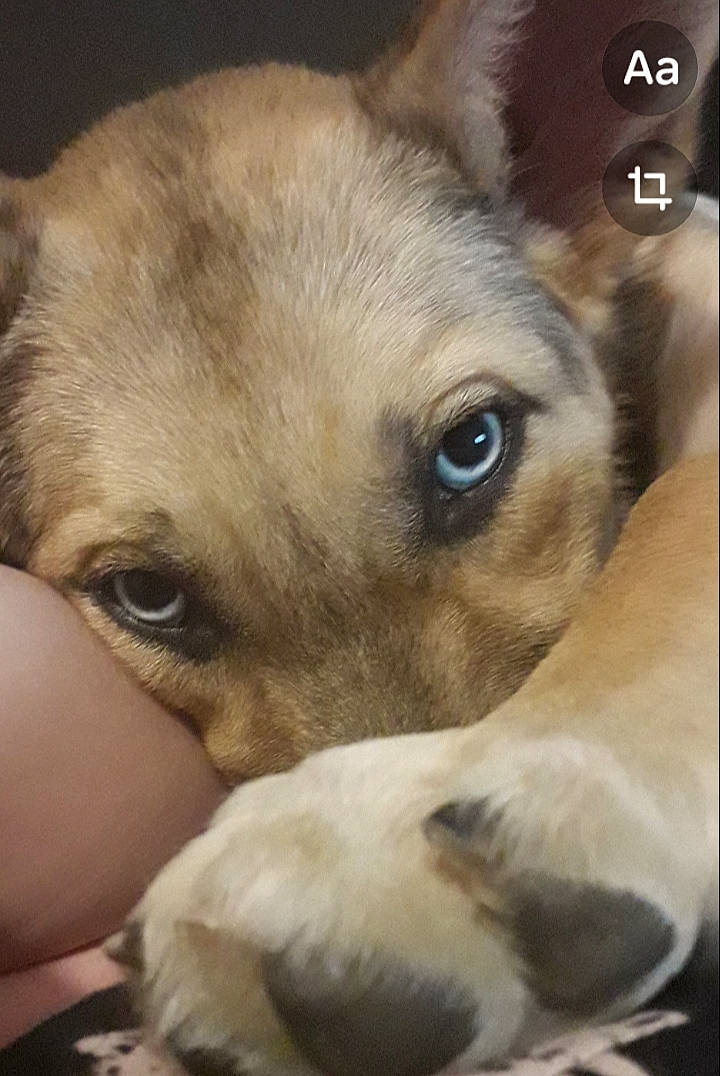 Timy participe au concours pour gagner de l'argent avec cette photo : canidae, carnivore, companion_dog, dog, dog_breed, ear, fawn, fur, mammal, nap, non_sporting_group, paw, pet_supply, puppy_love, snout, sporting_group, terrestrial_animal, toy_dog, whiskers, working_animal