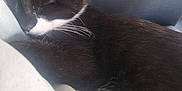 Timothy joined the competition — help win amazing prizes! black_and_white, blue_cup, cat, close_up, cozy, domestic_animal, ear, feline, furniture, hair, home, indoor, packet, pet, quiet, relaxed, resting, sleeping, soft_surface, whiskers