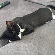 Timothy is registered to the contest to win money with this photo: animal, black_and_white_cat, cat, couch, cozy, domestic, fur, furniture, home, indoor, lazy, pet, quiet, relaxing, remote_control, resting, sleeping, sofa, tail, whiskers