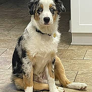 Cooper joined the competition — help win amazing prizes! dog, puppy, australian_shepherd, blue_eyes, sitting, indoor, tile_floor, white_fur, black_fur, brown_fur, collar, pet, cute, young_dog, animal, canine, looking, portrait, fur, ears