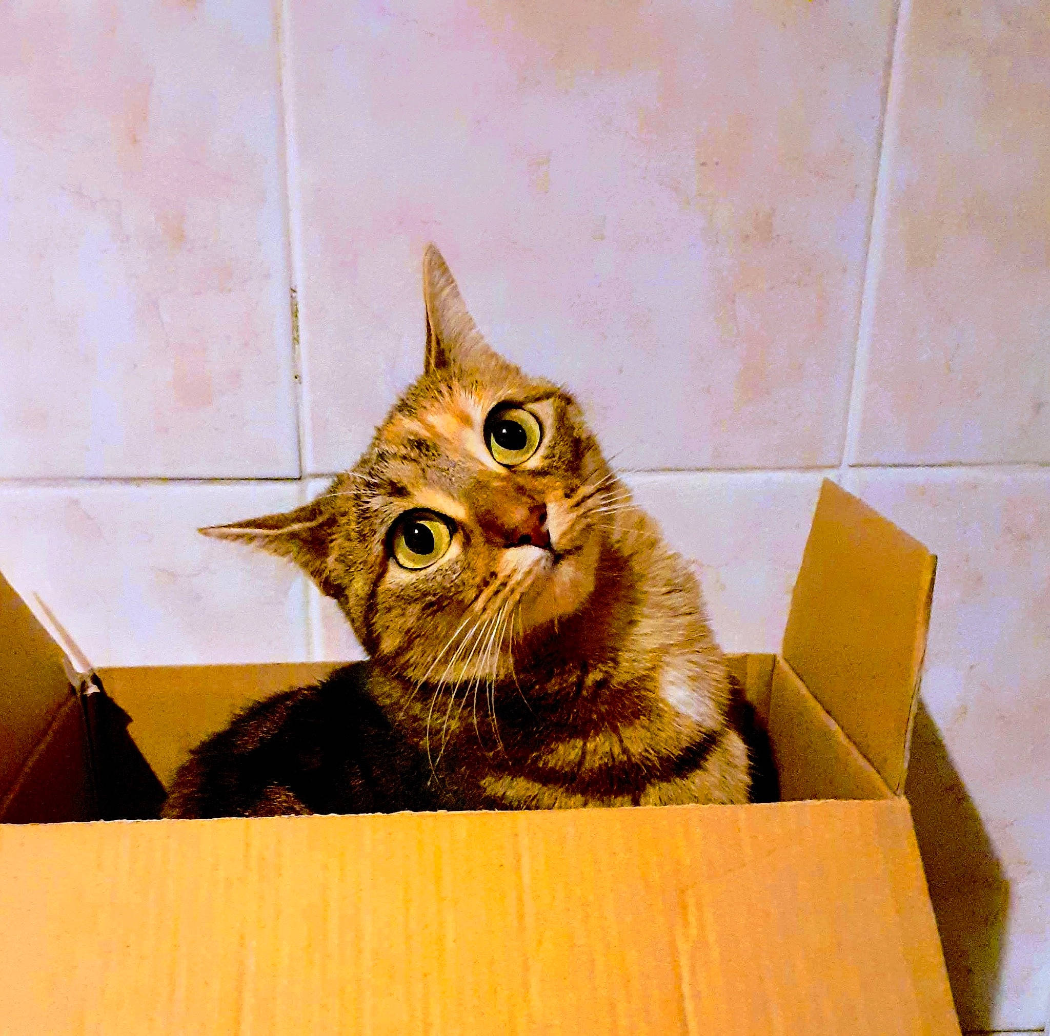 Nounette participe au concours pour gagner de l'argent avec cette photo : american_shorthair, asian, bengal, box, california_spangled, carnivore, cat, domestic_short_haired_cat, dragon_li, european_shorthair, felidae, kitten, mammal, small_to_medium_sized_cats, sokoke, somali, tabby_cat, toyger, whiskers