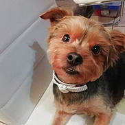 Maya participe au concours pour gagner de l'argent avec cette photo : carnivoran, companion_dog, dog, dog_breed, dog_breed_group, dog_like_mammal, morkie, norfolk_terrier, puppy, rare_breed_dog, small_terrier, snout, terrier, toy_dog, yorkshire_terrier