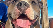 Queen is registered to the contest to win money with this photo: blue_sky, brown_coat, canine, close_up, collar, dog, happy, leash, nose, outdoor, people, pet, photobomb, portrait, smiling, sunny, tongue, white_chest, wooden_railing, wrinkles