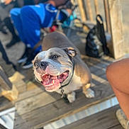 Queen is registered to the contest to win money with this photo: backyard, black_bag, blue_clothing, canine, close_up, dog, friendly, happy, open_mouth, outdoor, people, pet, pit_bull, portrait, seated, smiling, sunlight, teeth, tongue, wooden_deck
