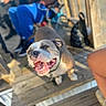 backyard, black_bag, blue_clothing, canine, close_up, dog, friendly, happy, open_mouth, outdoor, people, pet, pit_bull, portrait, seated, smiling, sunlight, teeth, tongue, wooden_deck