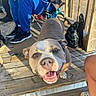 Queen is registered to the contest to win money with this photo: animal, black_bag, blue_clothing, brown_fur, close_up, deck, dog, folding_chair, front_view, funny_expression, happy, outdoor, people, pet, pit_bull, portrait, smiling, summer, sunlight, wooden_deck