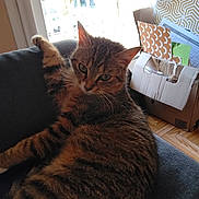 Rubis a rejoint le concours — aidez-le/la à gagner de superbes lots ! cat, tabby, couch, indoor, feline, paw, window, cardboard_box, papers, relaxed, stretching, fur, striped, home, cozy, domestic, animal, pet, resting, curious