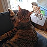 cat, tabby, couch, indoor, feline, paw, window, cardboard_box, papers, relaxed, stretching, fur, striped, home, cozy, domestic, animal, pet, resting, curious