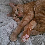 Duke is registered to the contest to win money with this photo: animal, cat, closeup, cozy, cute, domestic_cat, feline, fluffy_blanket, ginger_cat, indoor, laying_down, paw, pet, pink_paw_pads, relaxed, resting, sleepy, soft_fur, texture, whiskers
