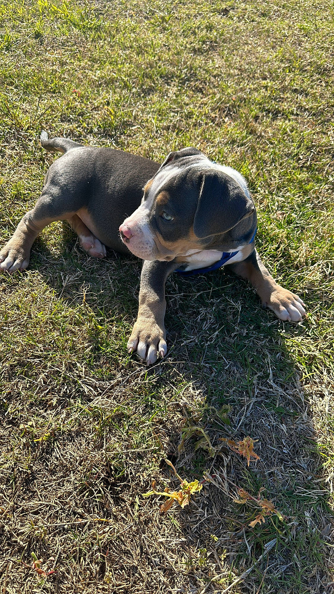 Blu joined the competition — help win amazing prizes! canidae, carnivore, companion_dog, dog, dog_breed, fawn, grass, grass_family, grassland, groundcover, plant, shadow, snout, soil, sporting_group, tail, terrestrial_animal, toy, wildlife, working_animal