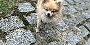 Paillette participe au concours pour gagner de l'argent avec cette photo : dog, small_dog, fluffy, outdoor, cobblestone, grass, leash, curious, pet, animal, walking, pomeranian, nature, sidewalk, sunlight, furry, cute, portrait, daytime, urban