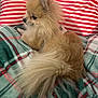 Paillette a rejoint le concours — aidez-le/la à gagner de superbes lots ! dog, pomeranian, fluffy, pet, indoor, blanket, plaid, striped_pillow, red_and_white, green, fur, tail, small_dog, canine, resting, cozy, cute, domestic_animal, companion, side_view