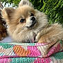 Paillette a rejoint le concours — aidez-le/la à gagner de superbes lots ! dog, pomeranian, fluffy, pet, blanket, knitted, colorful, outdoor, greenery, fur, cute, animal, small_dog, portrait, cozy, nature, companion, looking_away, soft_texture, daylight