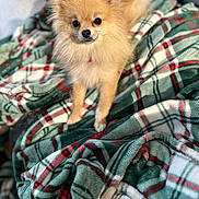 Paillette a rejoint le concours — aidez-le/la à gagner de superbes lots ! dog, pomeranian, pet, fluffy, blanket, plaid, cozy, indoor, cute, small_dog, fur, animal, companion, looking, sitting, soft_texture, warm_colors, relaxing, home, cute_pet