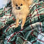 dog, pomeranian, pet, fluffy, blanket, plaid, cozy, indoor, cute, small_dog, fur, animal, companion, looking, sitting, soft_texture, warm_colors, relaxing, home, cute_pet