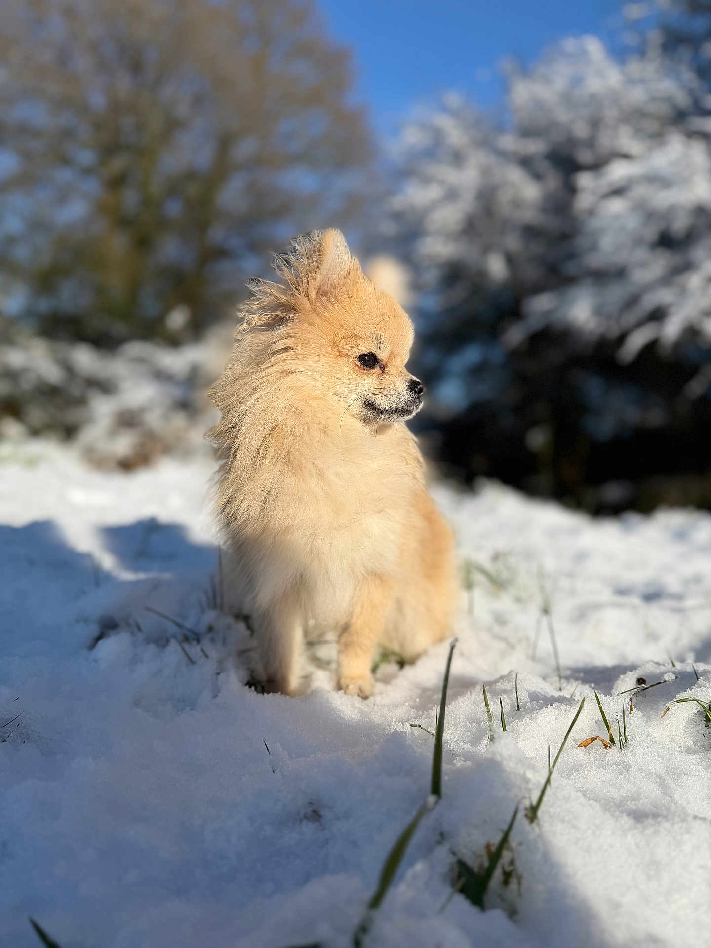 Paillette participe au concours pour gagner de l'argent avec cette photo : dog, pomeranian, snow, winter, outdoor, fluffy, small_dog, animal, nature, blue_sky, trees, sunlight, grass, cold, pet, cute, furry, mammal, portrait, canine